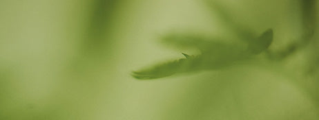 collection-banner